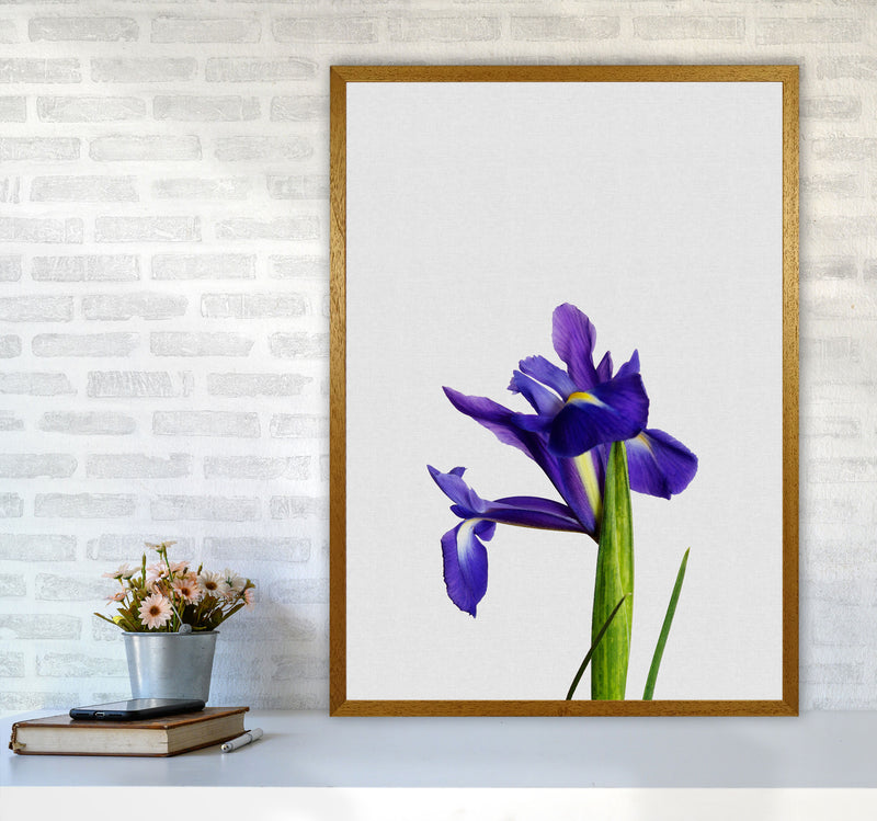 Iris Still Life Print By Orara Studio, Framed Botanical & Nature Art Print A1 Print Only