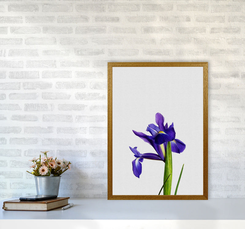 Iris Still Life Print By Orara Studio, Framed Botanical & Nature Art Print A2 Print Only
