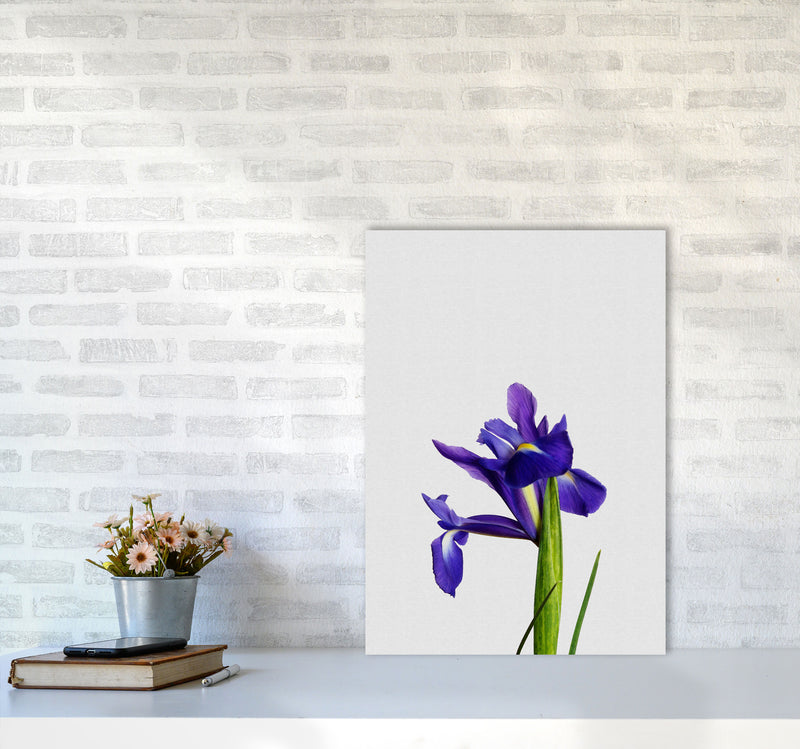 Iris Still Life Print By Orara Studio, Framed Botanical & Nature Art Print A2 Black Frame
