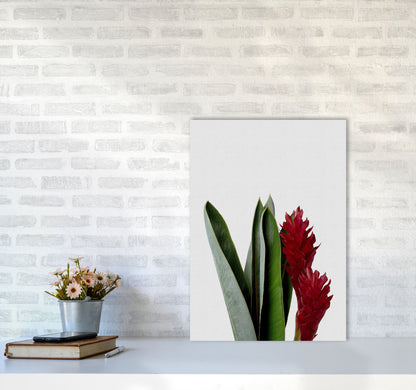 Red Flower Print By Orara Studio, Framed Botanical & Nature Art Print A2 Black Frame