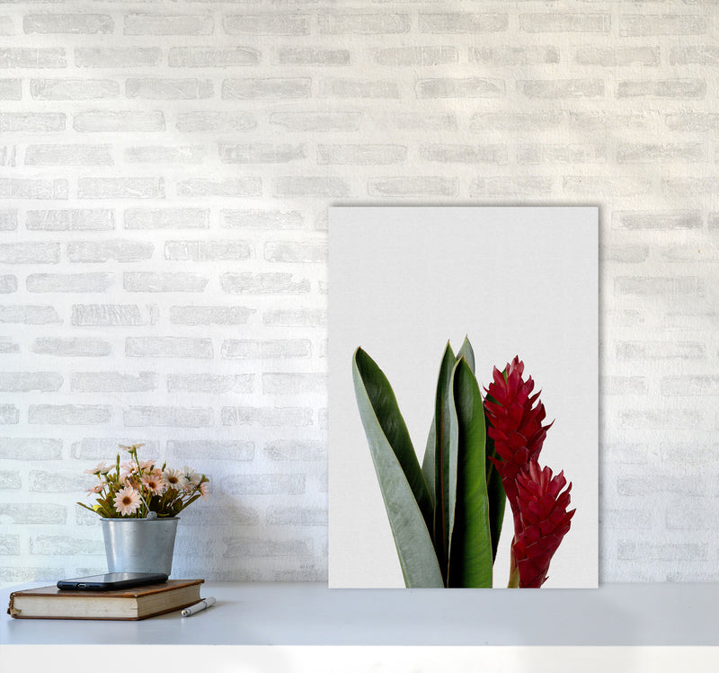 Red Flower Print By Orara Studio, Framed Botanical & Nature Art Print A2 Black Frame
