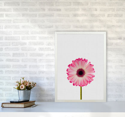Daisy Still Life Print By Orara Studio, Framed Botanical & Nature Art Print A2 Oak Frame