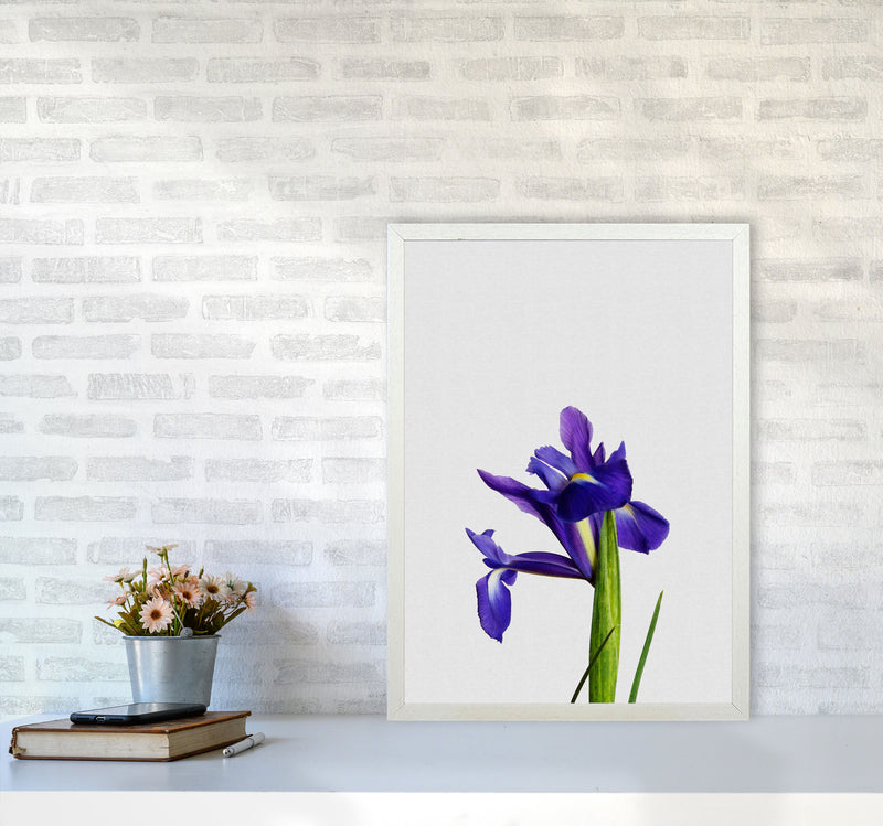 Iris Still Life Print By Orara Studio, Framed Botanical & Nature Art Print A2 Oak Frame