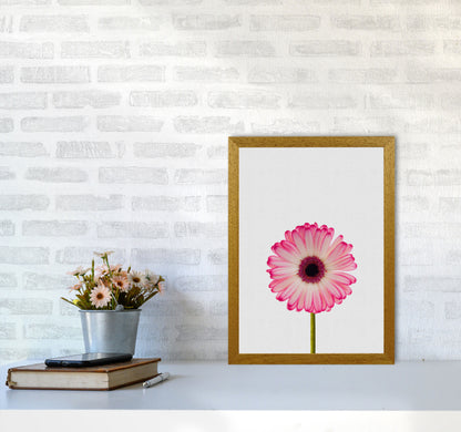 Daisy Still Life Print By Orara Studio, Framed Botanical & Nature Art Print A3 Print Only