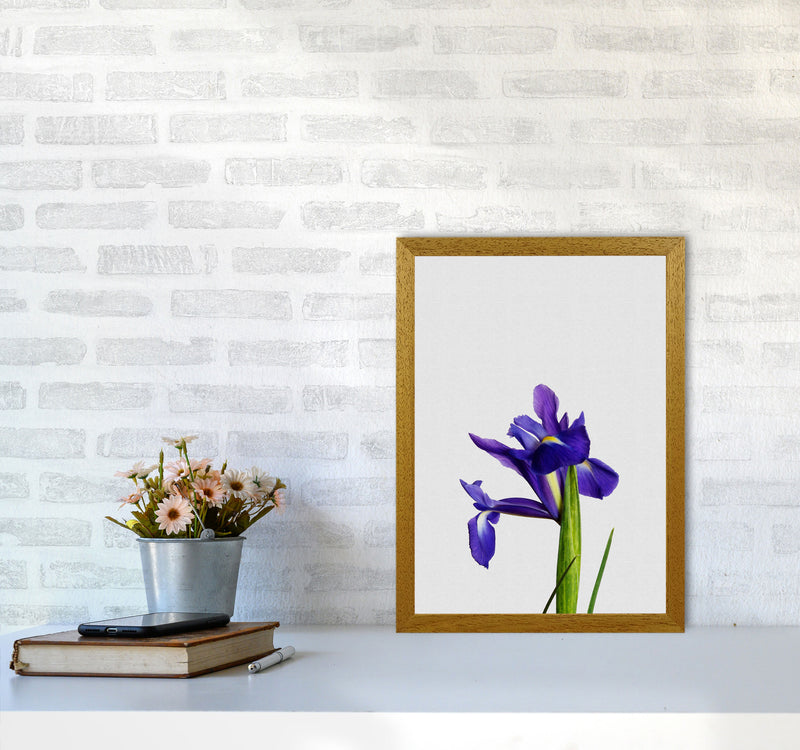 Iris Still Life Print By Orara Studio, Framed Botanical & Nature Art Print A3 Print Only