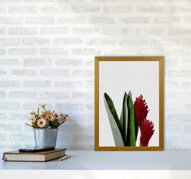 Red Flower Print By Orara Studio, Framed Botanical & Nature Art Print A3 Print Only