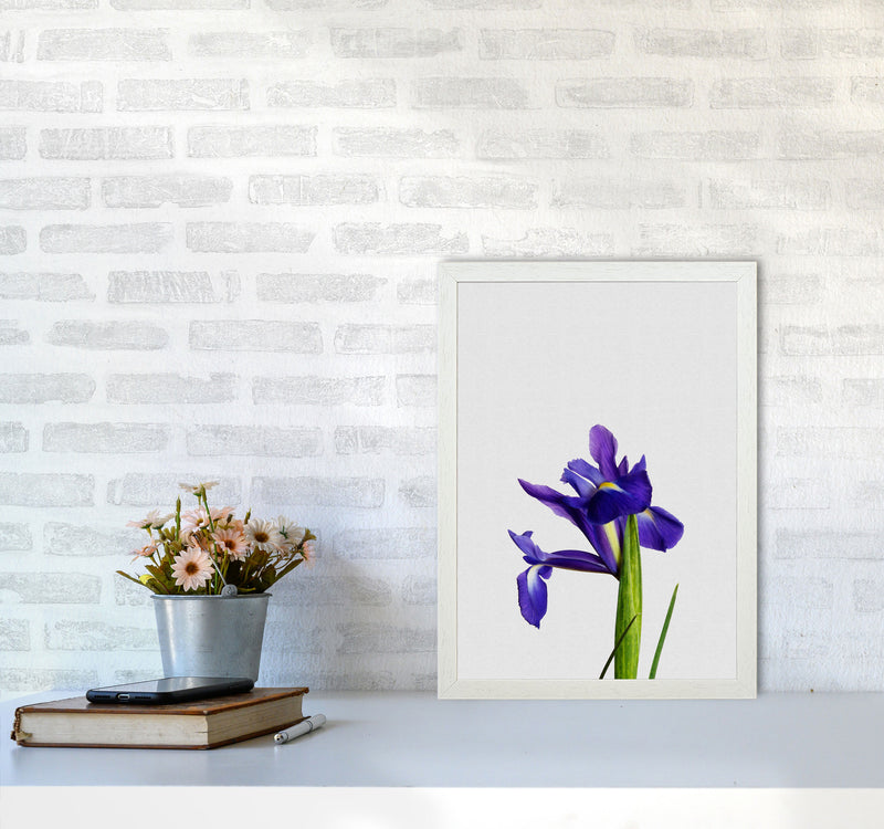 Iris Still Life Print By Orara Studio, Framed Botanical & Nature Art Print A3 Oak Frame