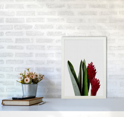 Red Flower Print By Orara Studio, Framed Botanical & Nature Art Print A3 Oak Frame