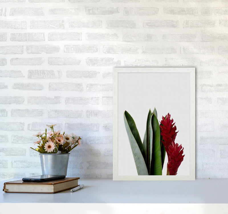 Red Flower Print By Orara Studio, Framed Botanical & Nature Art Print A3 Oak Frame