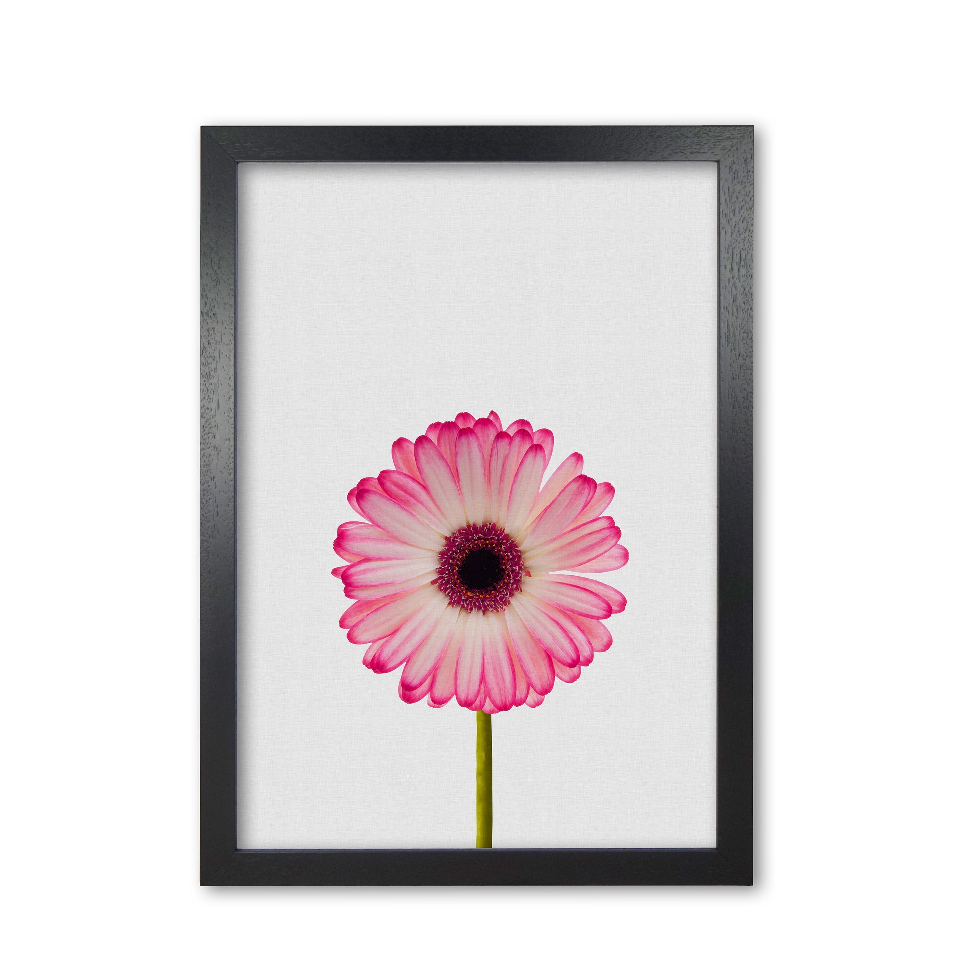 Daisy Still Life Print By Orara Studio, Framed Botanical & Nature Art Print Black Grain
