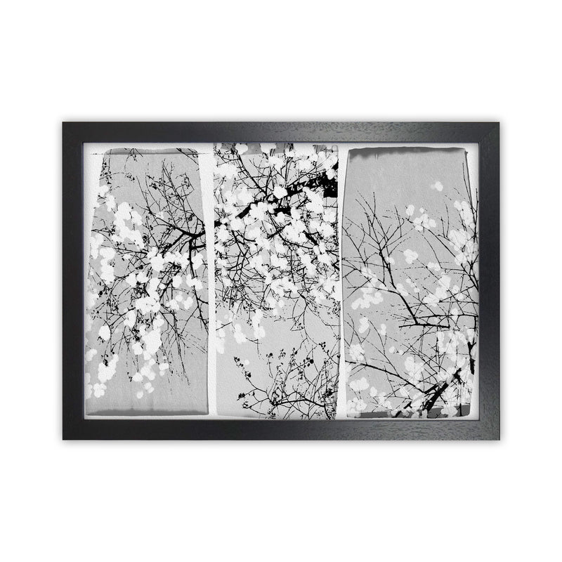 Oriental Blossom Botanical Art Print by Orara Studio Black Grain