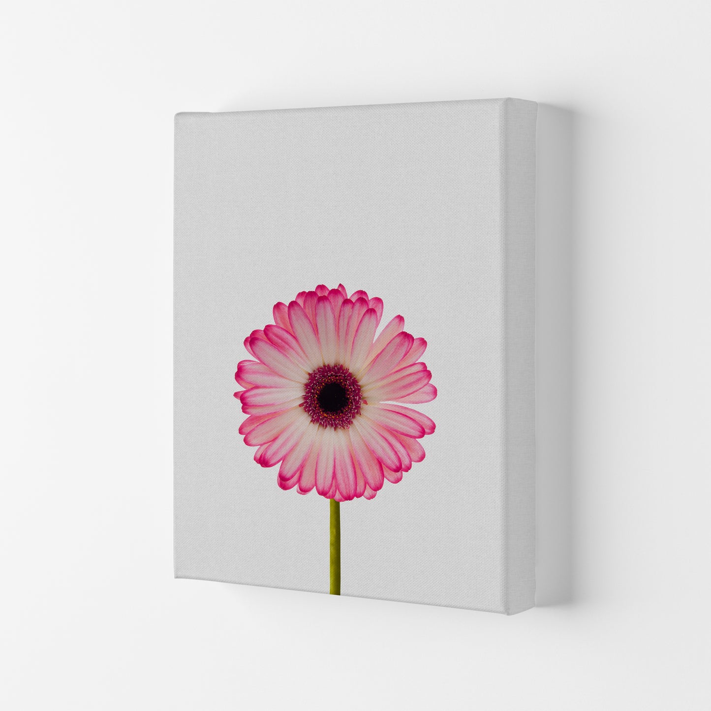 Daisy Still Life Print By Orara Studio, Framed Botanical & Nature Art Print Canvas