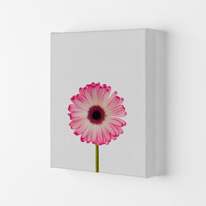 Daisy Still Life Print By Orara Studio, Framed Botanical & Nature Art Print Canvas