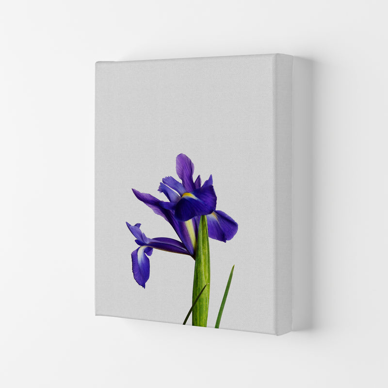 Iris Still Life Print By Orara Studio, Framed Botanical & Nature Art Print Canvas