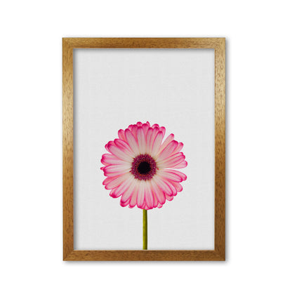 Daisy Still Life Print By Orara Studio, Framed Botanical & Nature Art Print Oak Grain