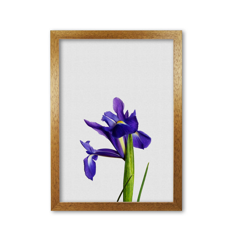 Iris Still Life Print By Orara Studio, Framed Botanical & Nature Art Print Oak Grain