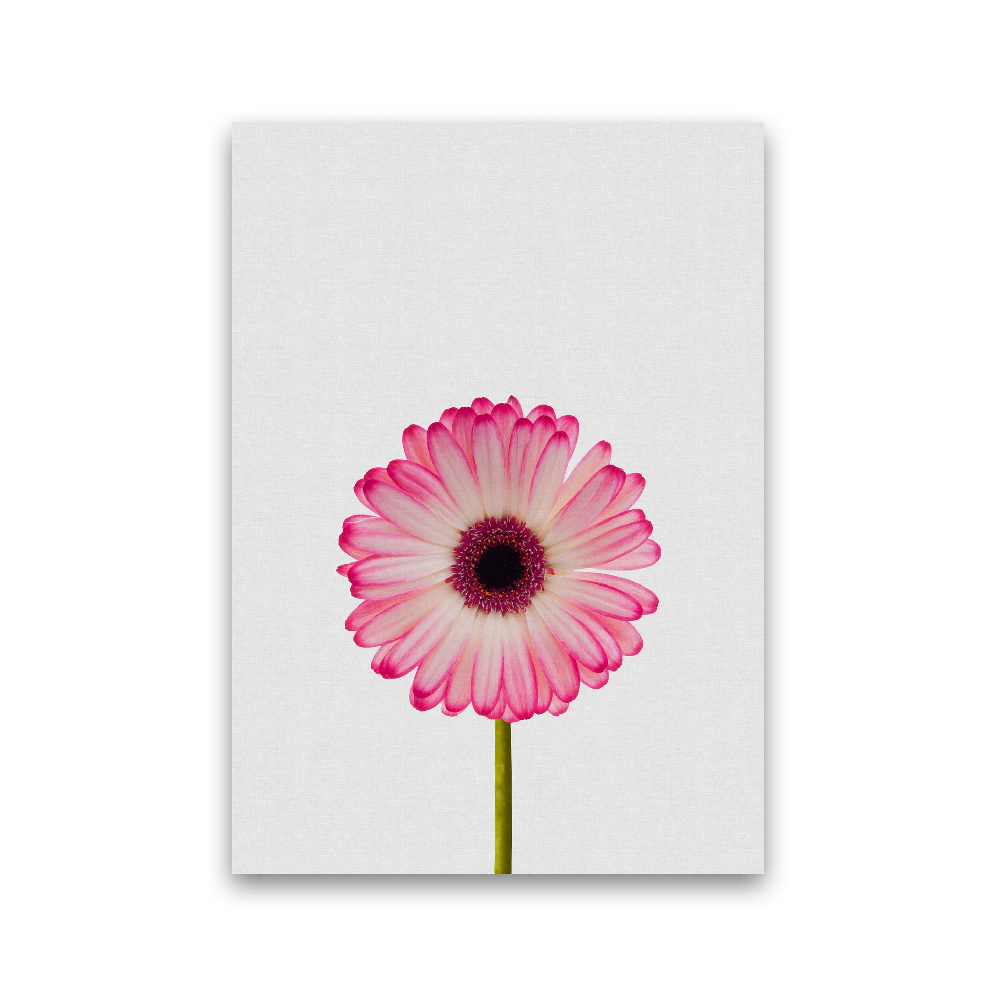 Daisy Still Life Print By Orara Studio, Framed Botanical & Nature Art Print Print Only
