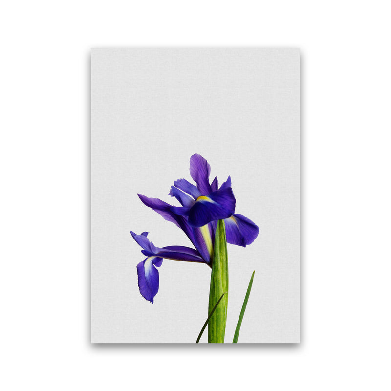 Iris Still Life Print By Orara Studio, Framed Botanical & Nature Art Print Print Only