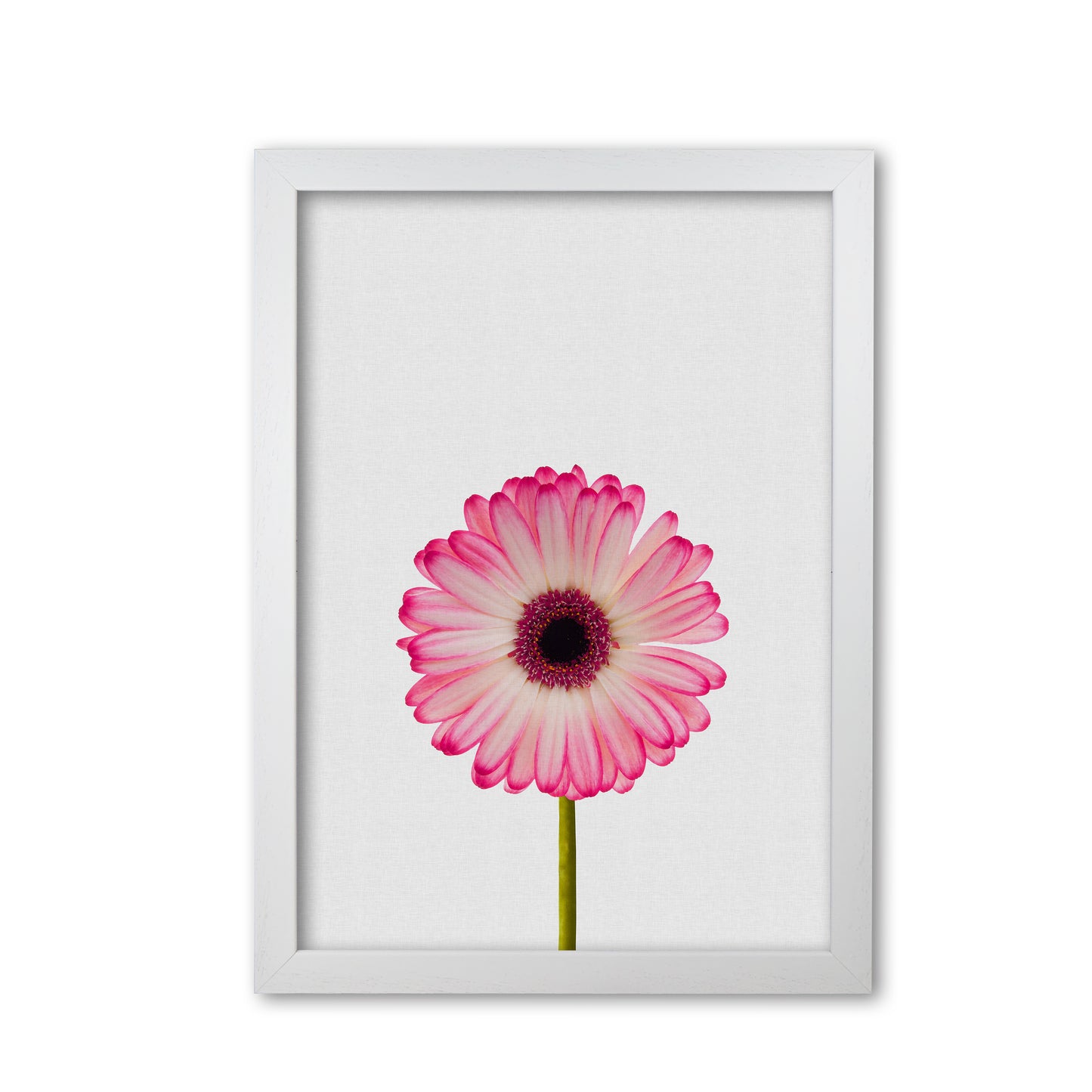 Daisy Still Life Print By Orara Studio, Framed Botanical & Nature Art Print White Grain