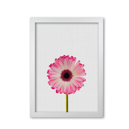 Daisy Still Life Print By Orara Studio, Framed Botanical & Nature Art Print White Grain