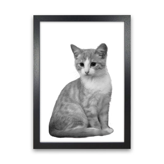 Black And White Cat Modern Print Animal Art Print Black Grain