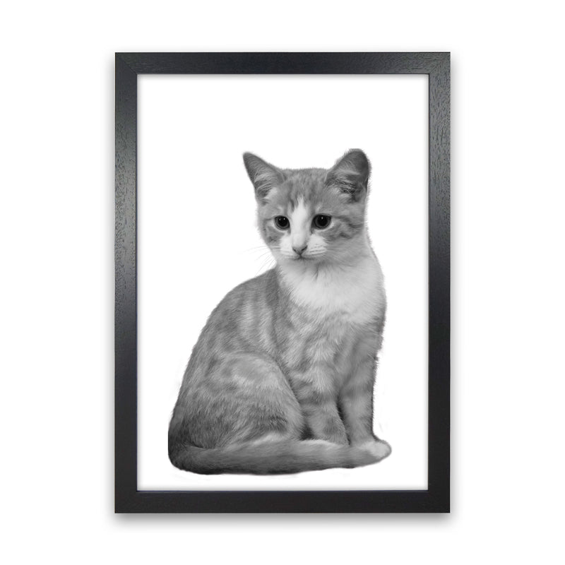 Black And White Cat Modern Print Animal Art Print Black Grain