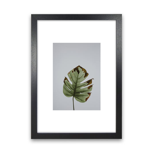Old Leaf Grey Box  Art Print by Pixy Paper Black Grain