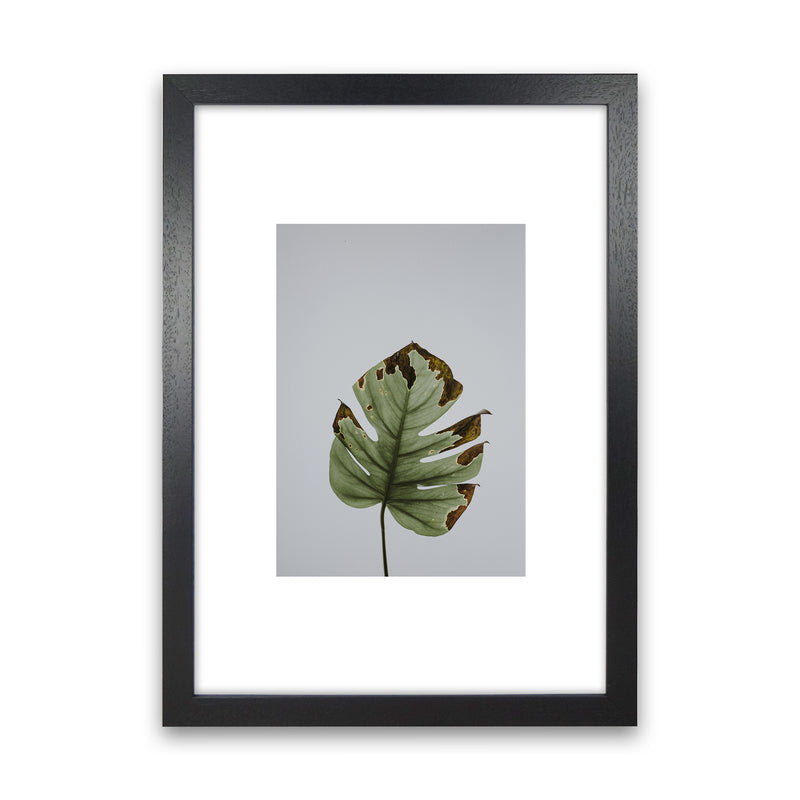 Old Leaf Grey Box  Art Print by Pixy Paper Black Grain