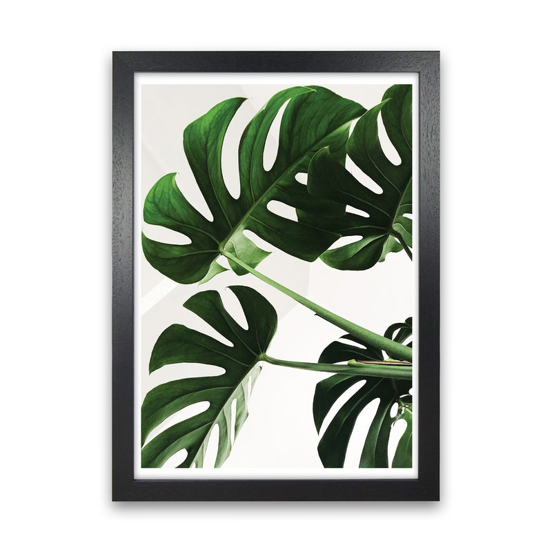 Monstera Leaf  Art Print by Pixy Paper Black Grain