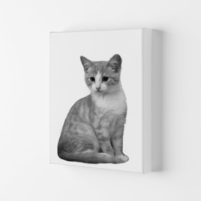 Black And White Cat Modern Print Animal Art Print Canvas