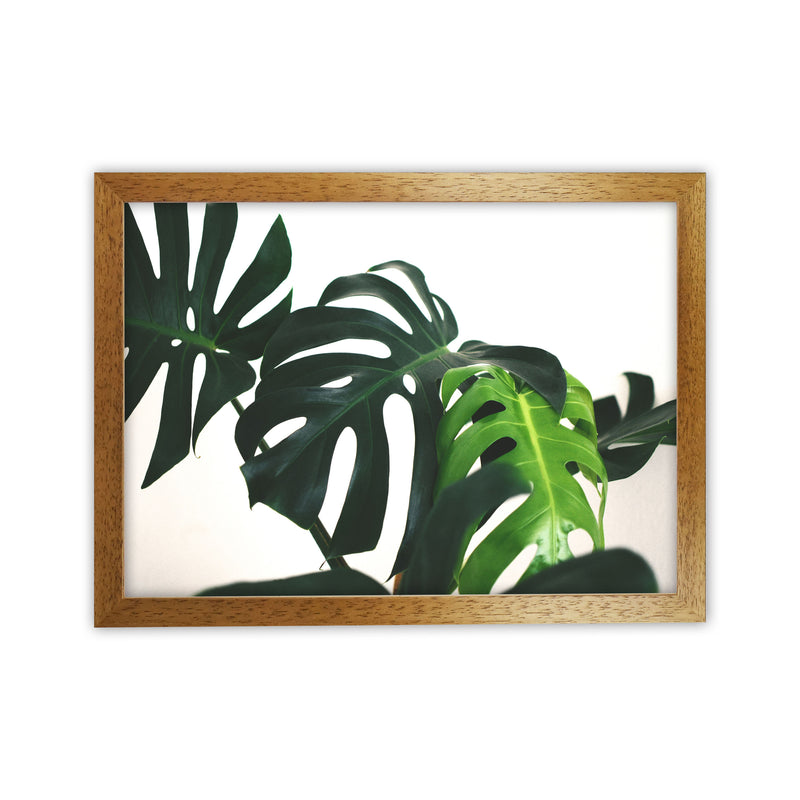 Monstera Leaf Landscape Modern Print, Framed Botanical & Nature Art Print Oak Grain