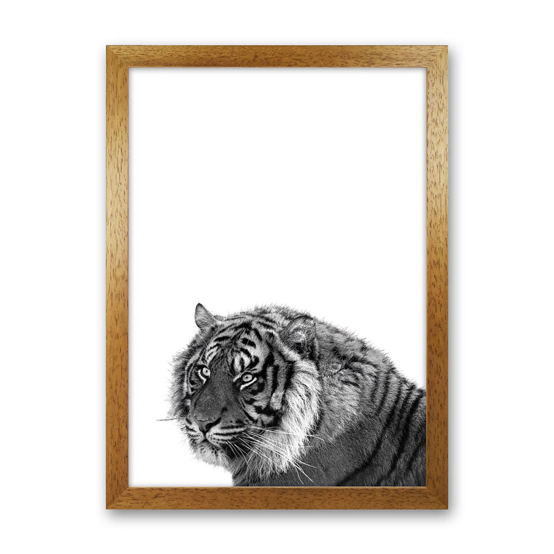 Black And White Tiger Modern Print Animal Art Print Oak Grain