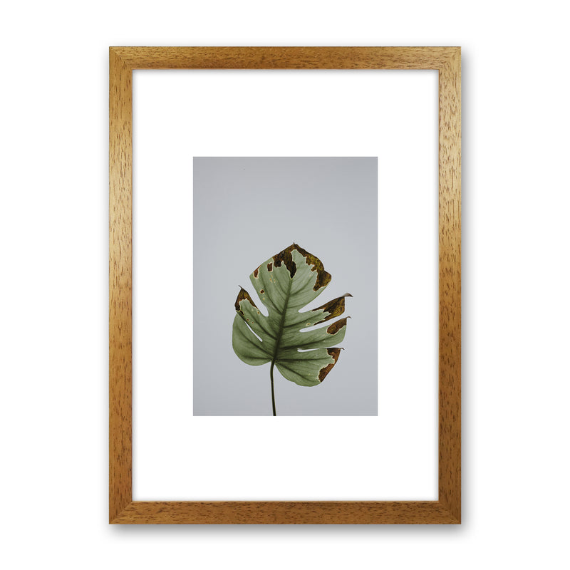 Old Leaf Grey Box  Art Print by Pixy Paper Oak Grain