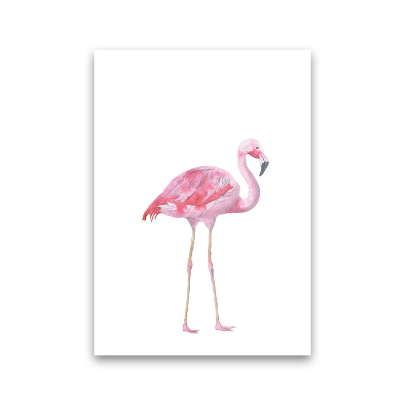 Pink Flamingo Modern Print Animal Art Print Print Only