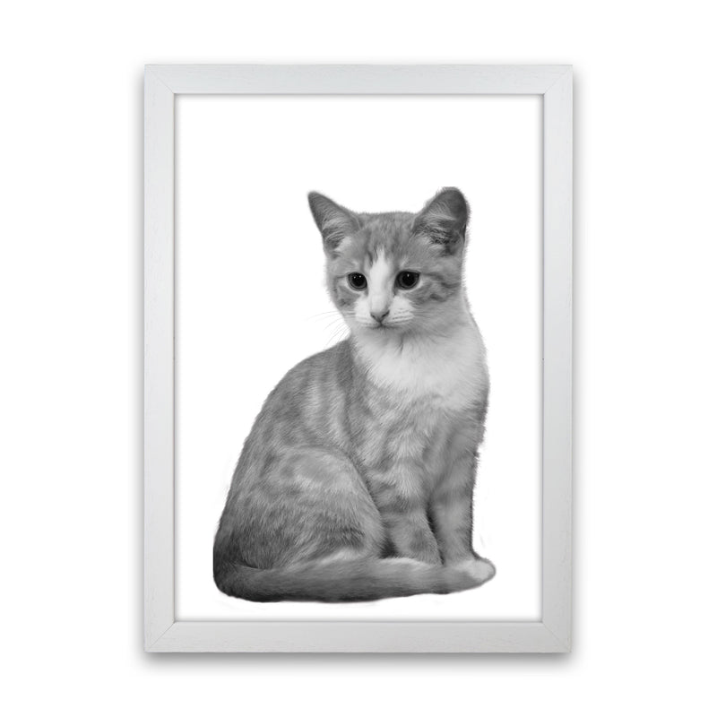 Black And White Cat Modern Print Animal Art Print White Grain
