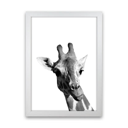 Black And White Giraffe Modern Print Animal Art Print White Grain