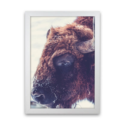 Bull Modern Print Animal Art Print White Grain