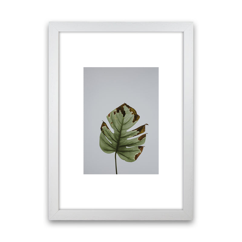 Old Leaf Grey Box  Art Print by Pixy Paper White Grain