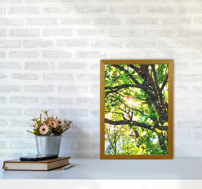 Sun through green leaves A3 Print Only