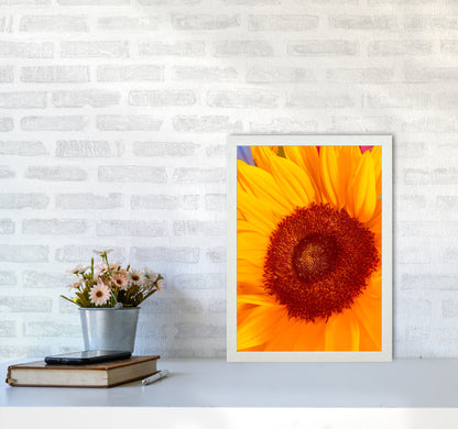 Sunflower Art Print by Proper Job Studio A3 Oak Frame