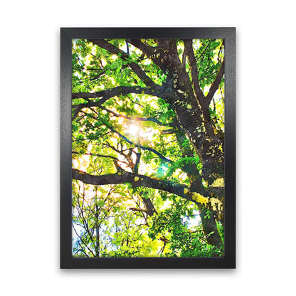 Sun through green leaves Black Grain