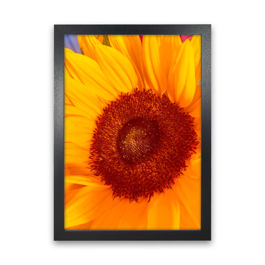Sunflower Art Print by Proper Job Studio Black Grain