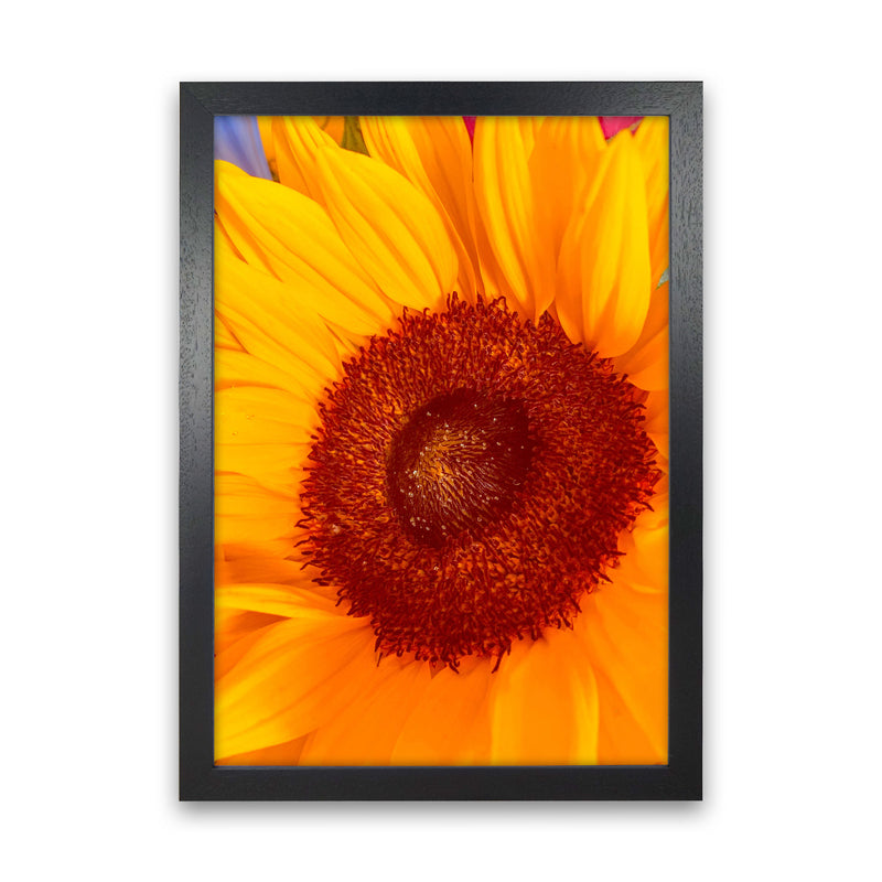 Sunflower Art Print by Proper Job Studio Black Grain