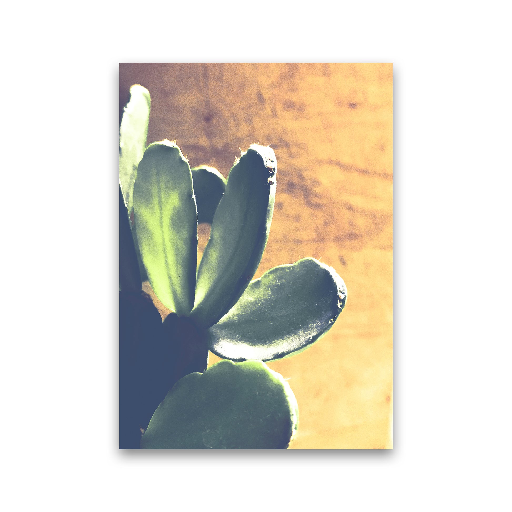 Cactus Photography Art Print by Proper Job Studio Print Only