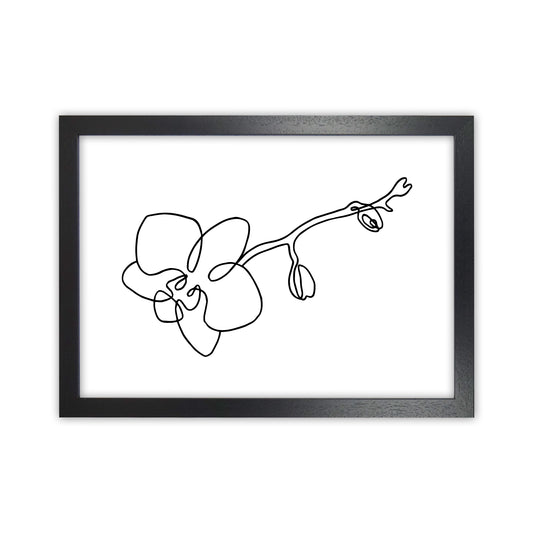 Orchid By Planeta444 Black Grain