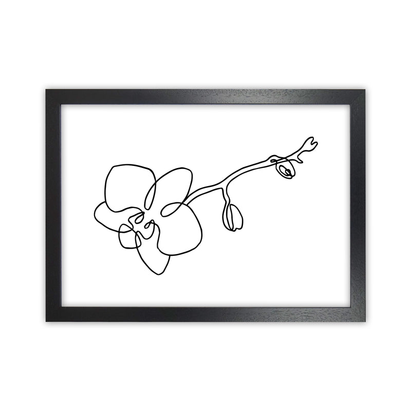 Orchid By Planeta444 Black Grain