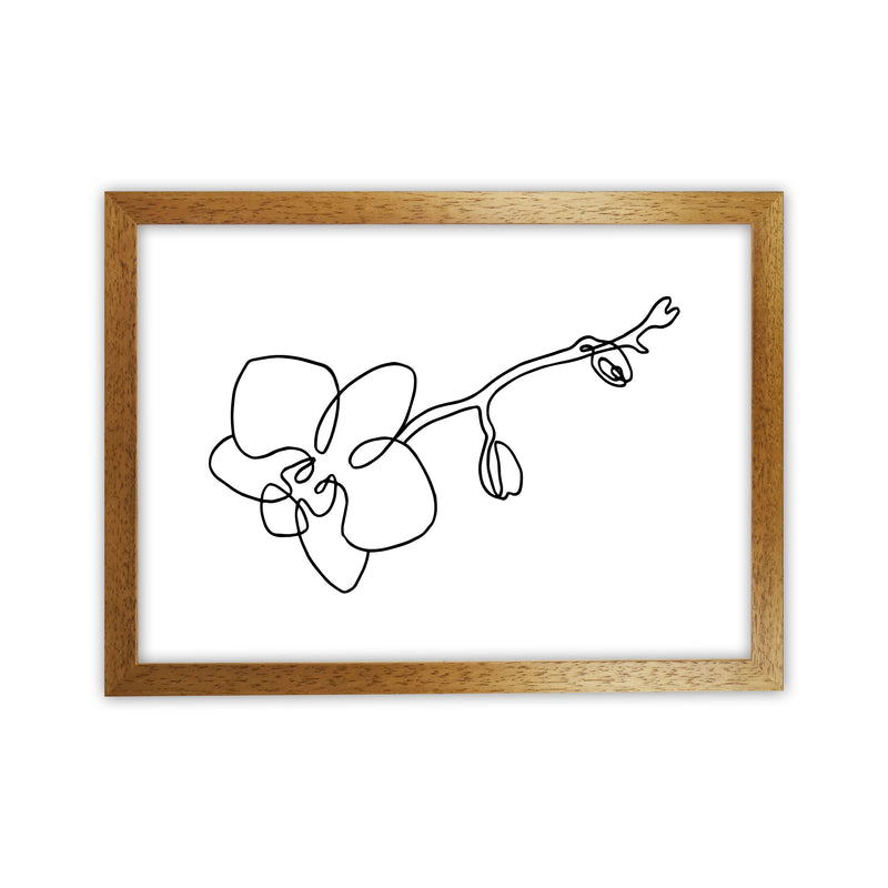 Orchid By Planeta444 Oak Grain