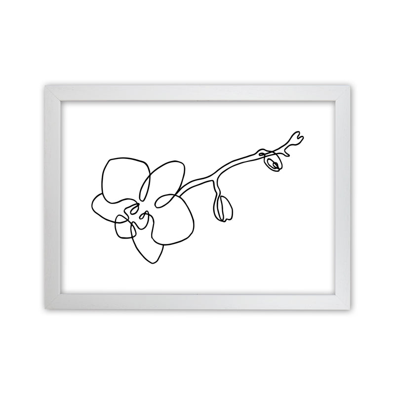 Orchid By Planeta444 White Grain