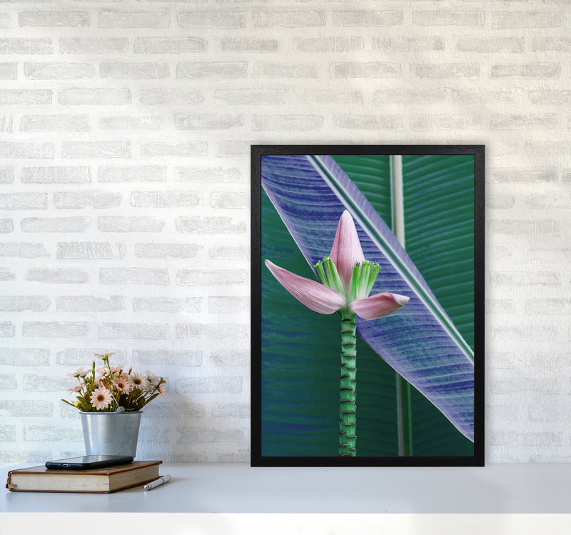 The Banana Flower Art Print by Seven Trees Design A2 White Frame