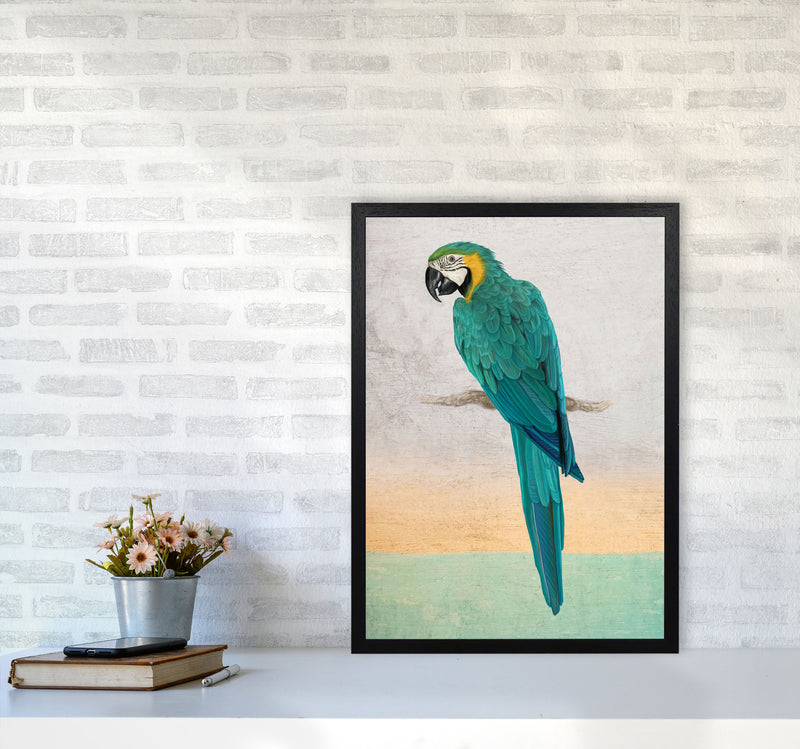 Graffiti Macaw Art Print by Seven Trees Design A2 White Frame